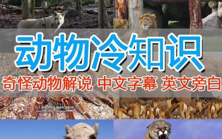 外面卖1699的国外纪录片解说（动物解说、美食、动画片）稳过中视频-第二象限